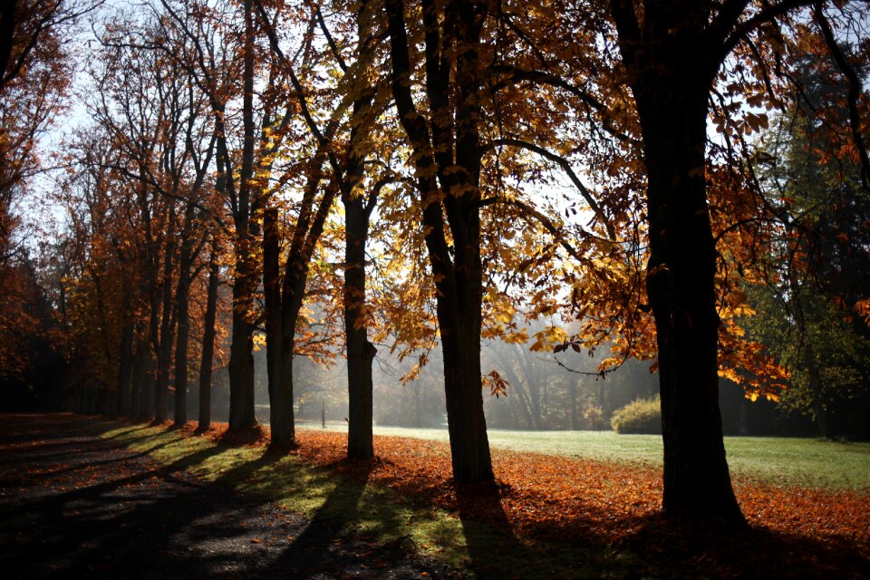 Leaves in the autumn leaves light