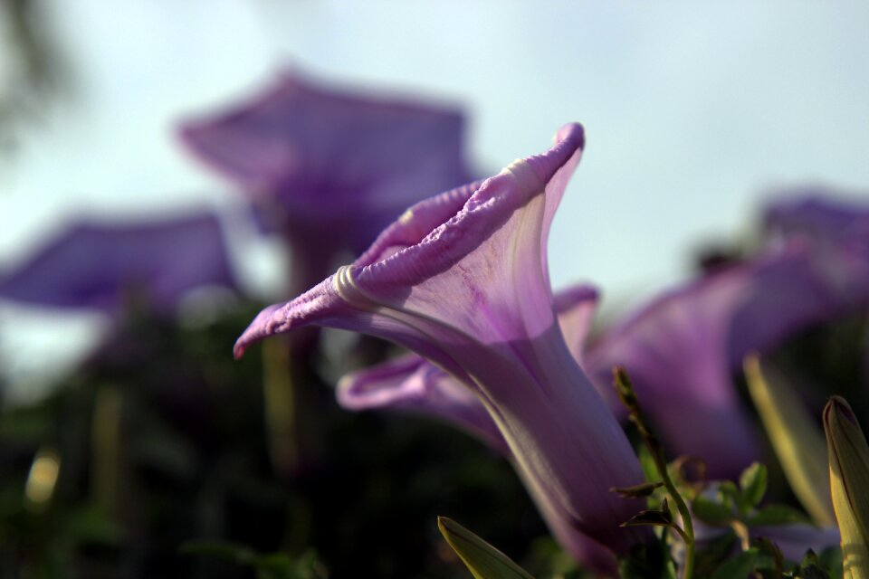 Plants purple botany