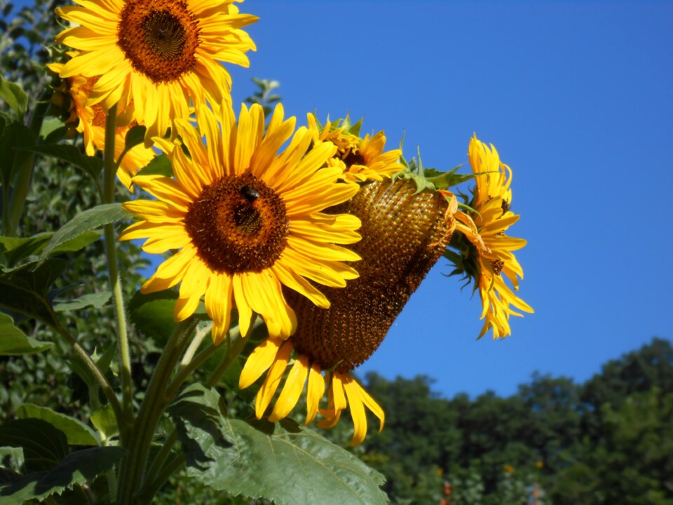 Sunflower autumn yellow flower