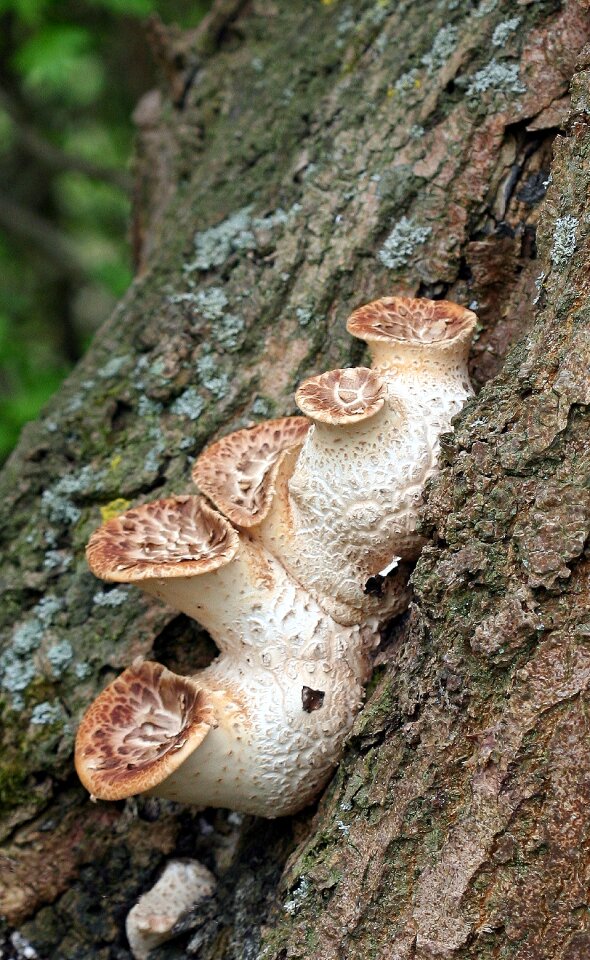 Nature autumn fungus