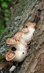Nature autumn fungus