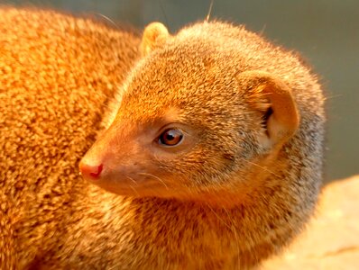 Africa zoo zwergmanguste