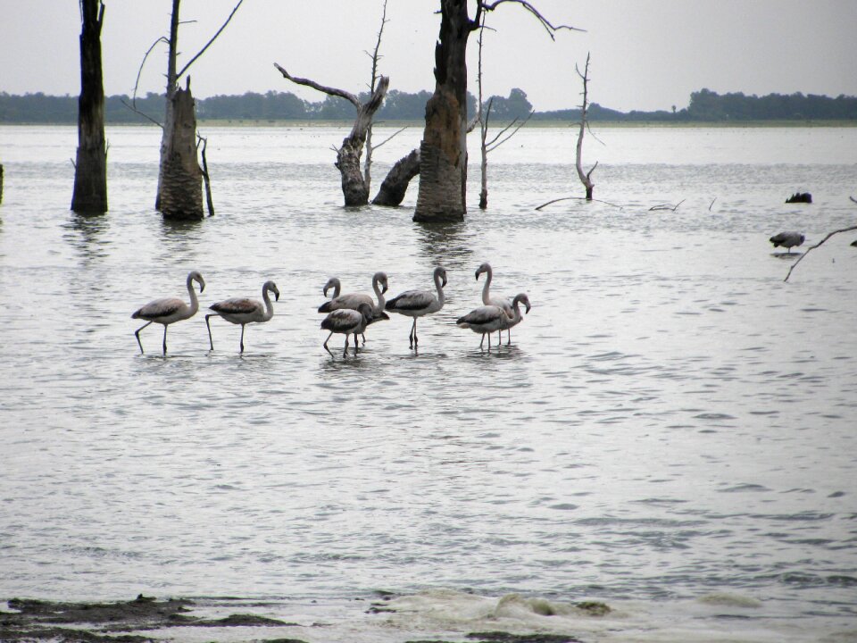 Birds miramar fauna