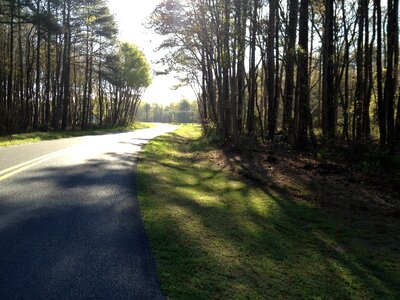 Trees path road