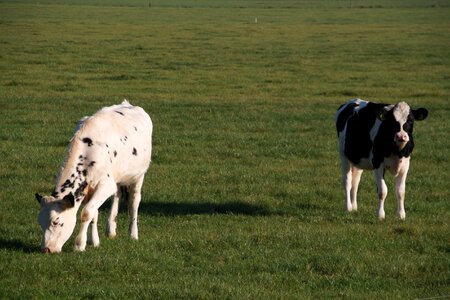 Cows grass dutch landscape photo