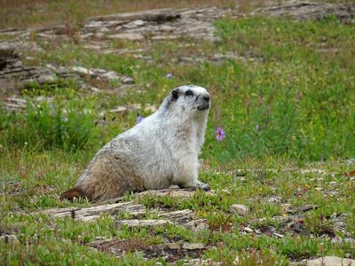 Usa rodents fauna