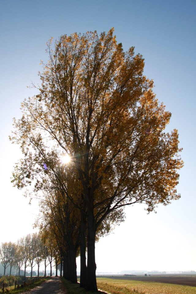 Tree autumn air