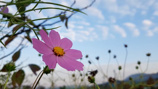 Cosmos natural background dressup autumn