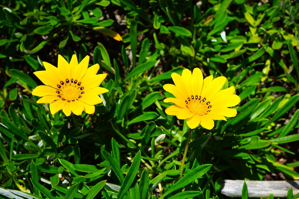 Bright yellow lemon geäugte gazanie