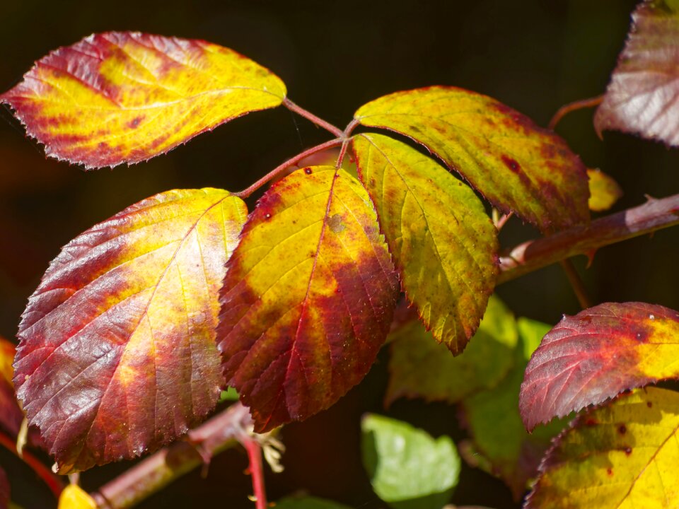 Dead leaf red leaf autumn