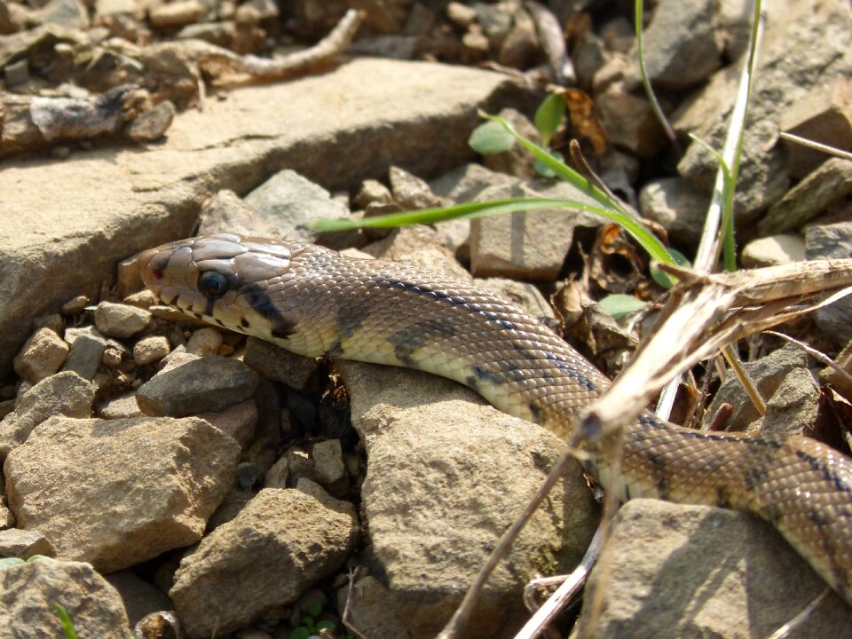 Snake threat detail