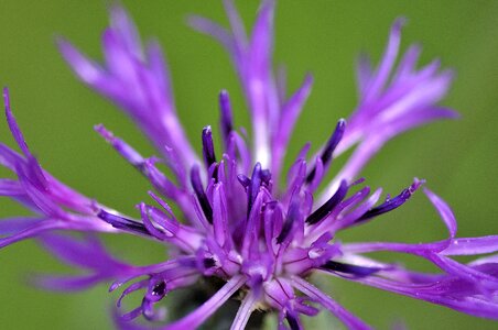 Filigree close up flower purple photo
