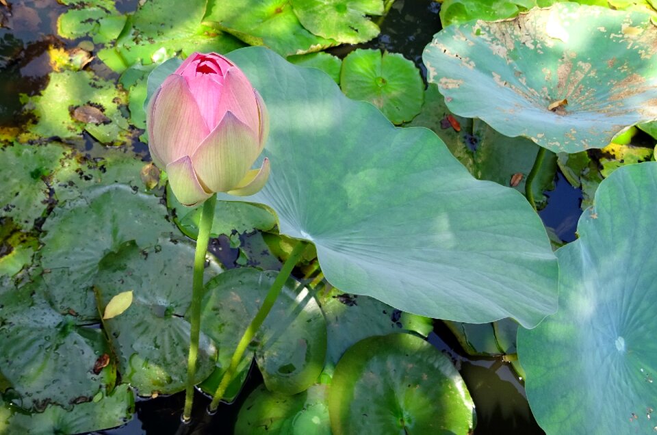 Nelumbo nucifera bud
