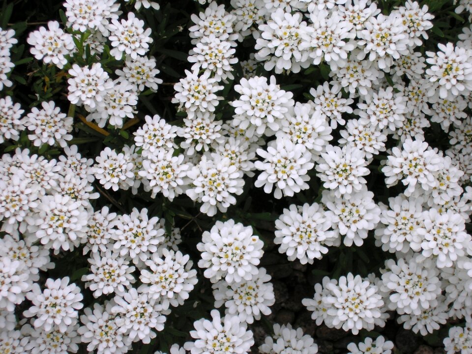 Garden nature white flowers