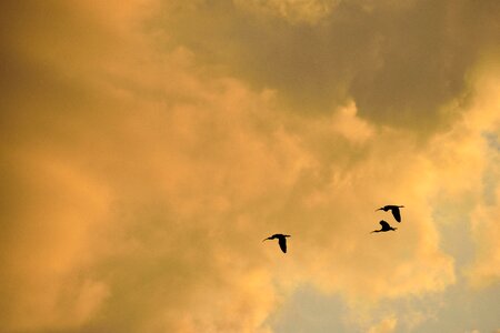Herons flying birds flight photo
