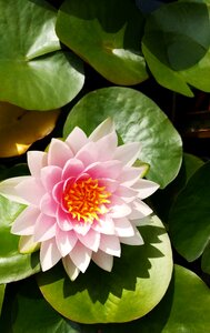 Buddhism section flowers