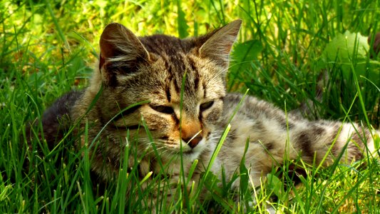 Outdoors pets sunlight