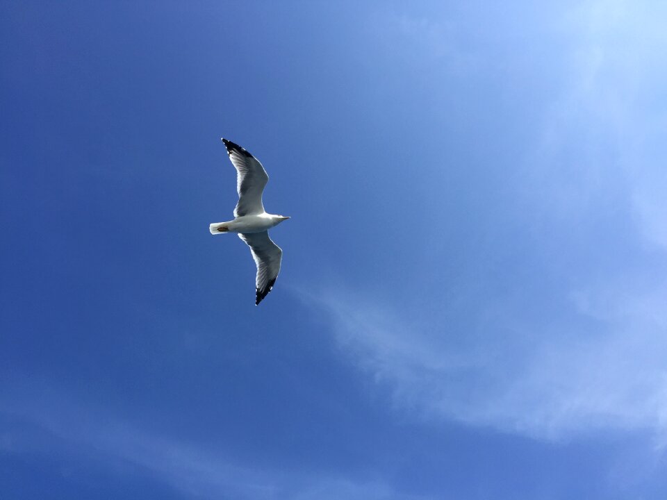 Flying bird sky