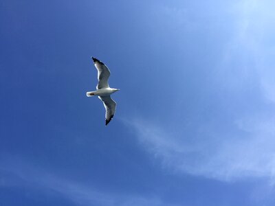 Flying bird sky photo
