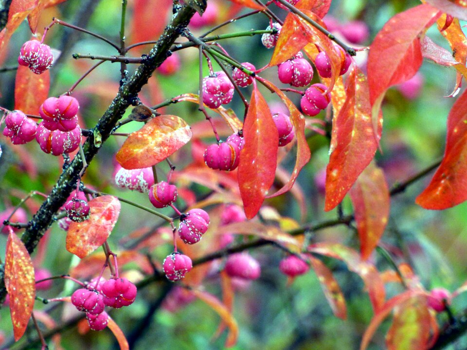 Plant cluster nature