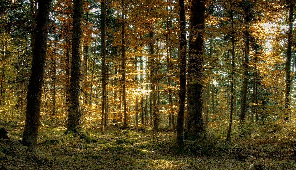 Nature tree auvergne photo