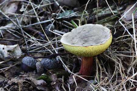 Nature autumn fungus photo