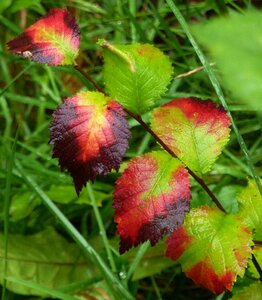 Nature leaves tree leaf