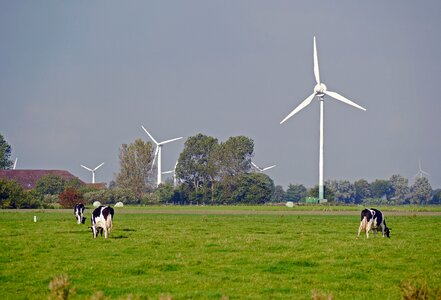 Windräder wind power cows photo