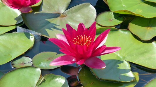 Aquatic plant pond flowers