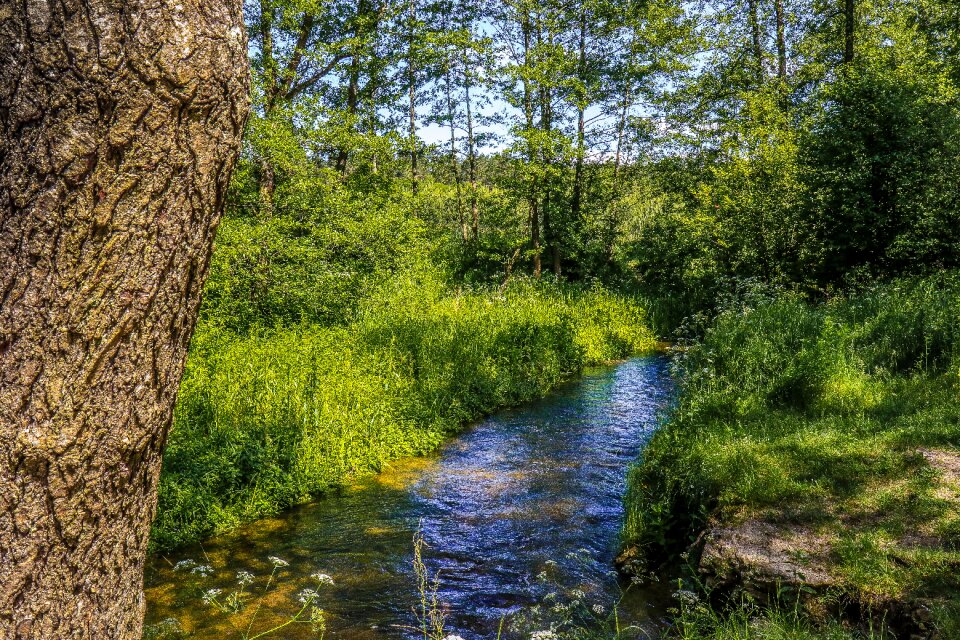 The bark landscape stream