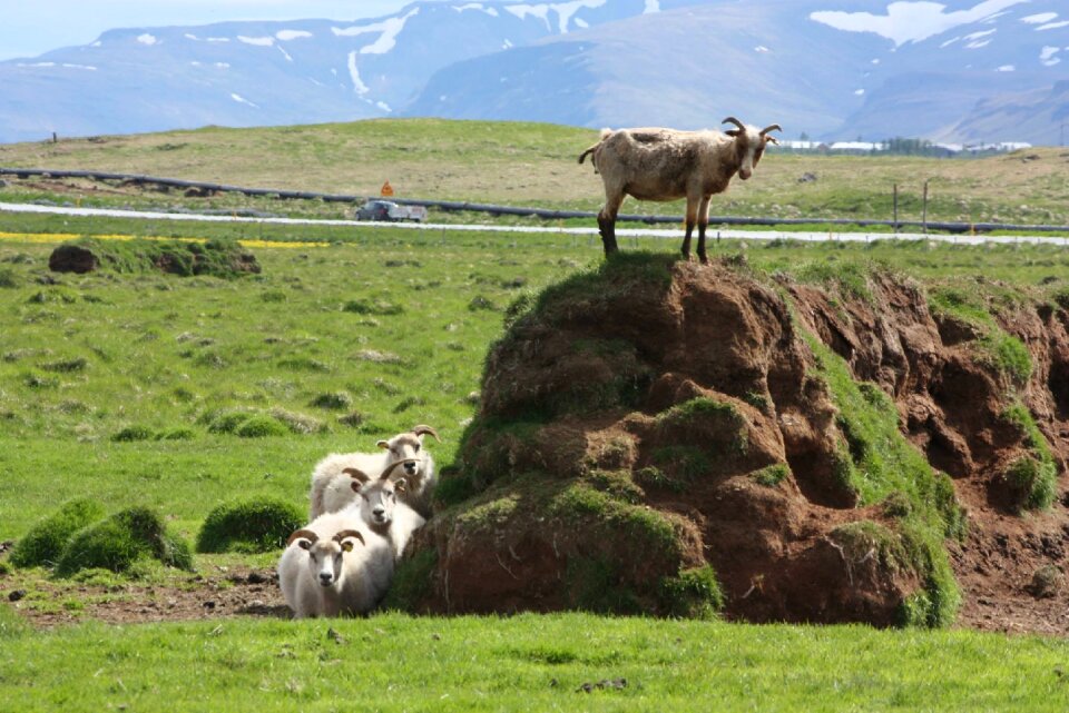 Field aminals horned