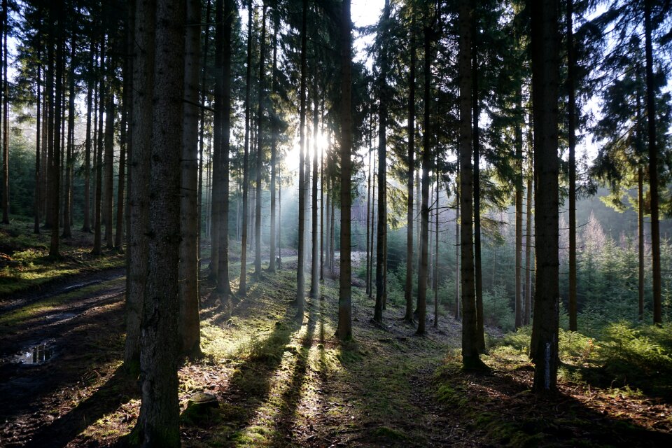 Trees sunbeam morning