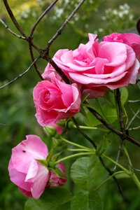 Pink rose flower rosa dawn