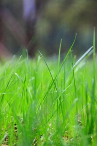 Green grassland bustling with life