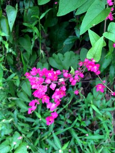 Nature pink flowers macro
