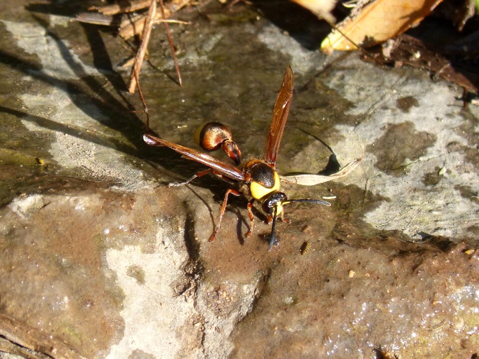 Hornet wasp eumenes sp