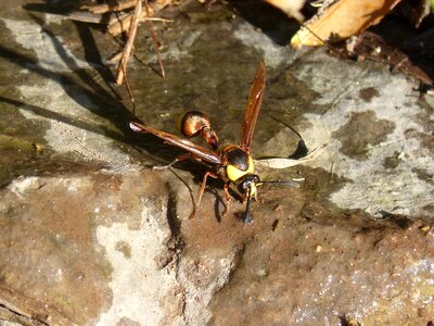 Hornet wasp eumenes sp