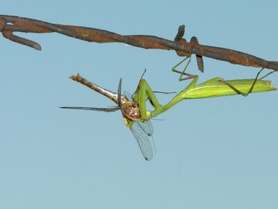 Green animal insect