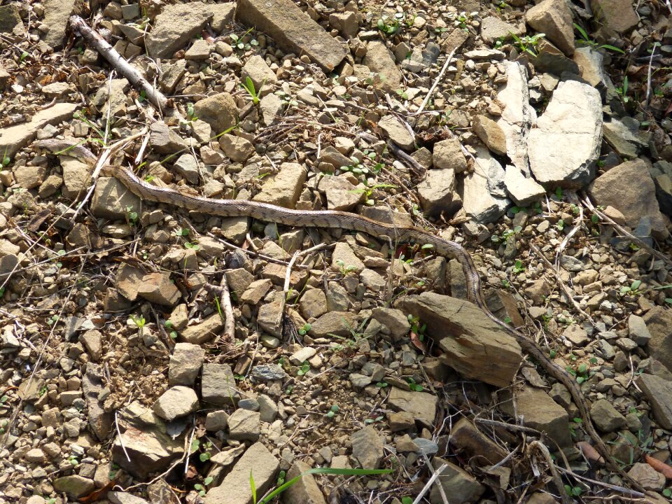 Ladder snake snake threat