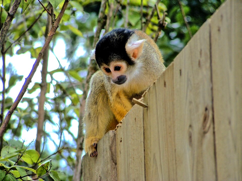 Primate monkey wildlife photo