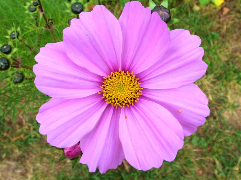 Meadow flower nature petal