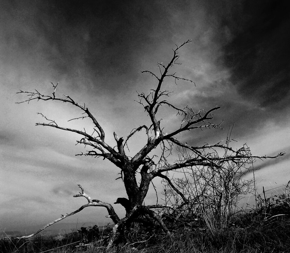 Black and white autumn dramatic