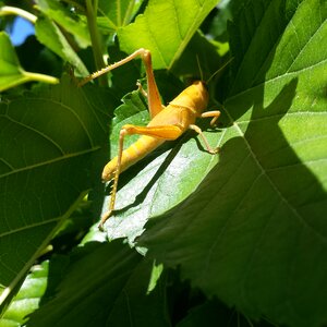 Nature leaf cricket photo