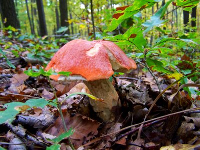 Mushroom forest mushroom nature