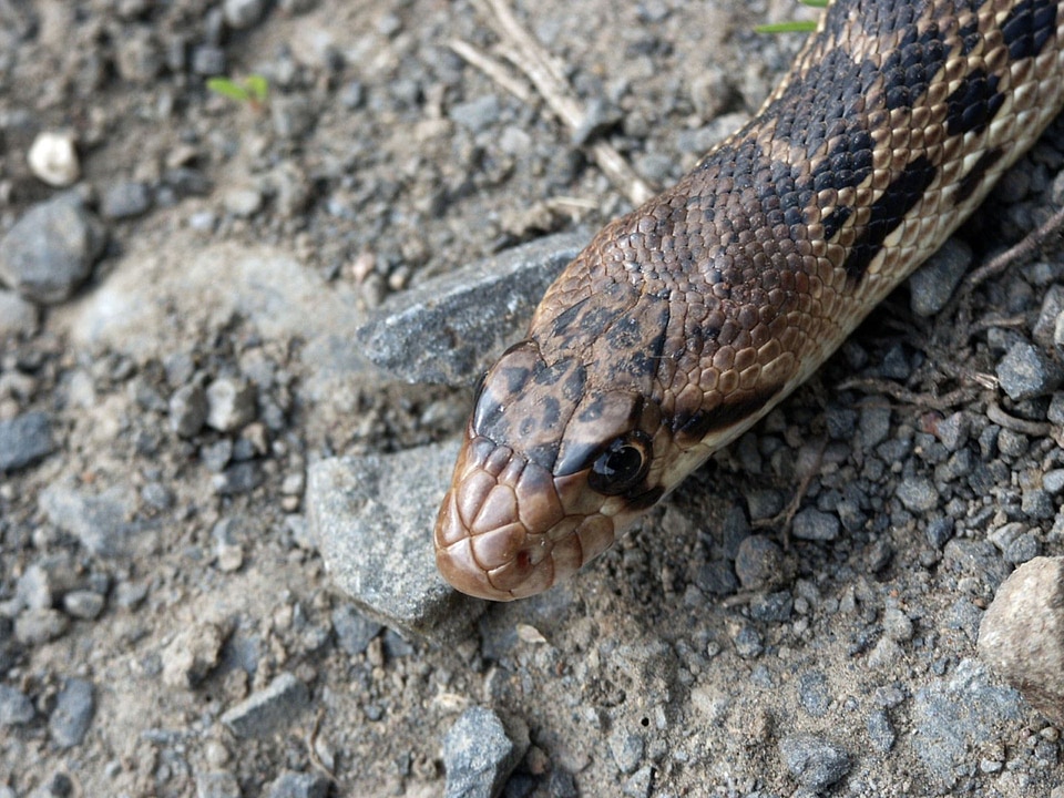 Serpent nature rattlesnake
