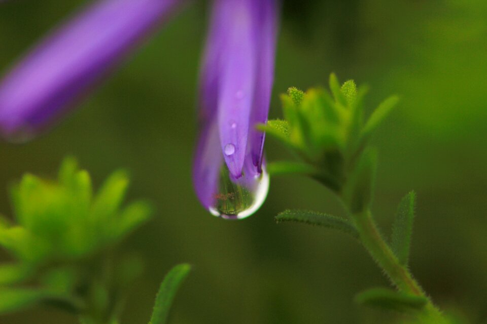 Purple flower nature close up