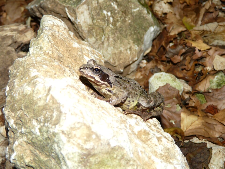 Avar amphibian brown