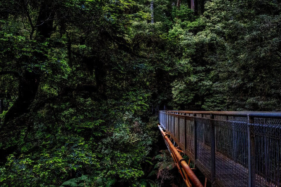 Trees woods jungle