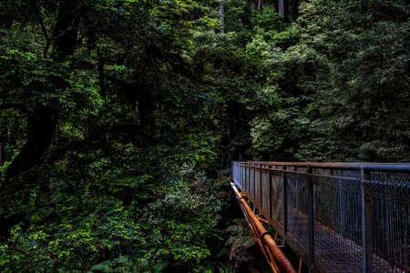 Trees woods jungle