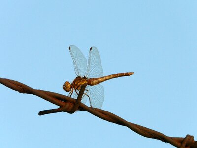 Nature insect wallpaper